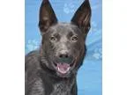 Adopt Olif CI-3854 LC a Australian Cattle Dog (Blue Heeler)