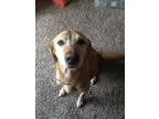 Adopt Izzy a Labrador Retriever