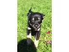 German Shepherd Dog DOG FOR ADOPTION RGADN-356872 - Bernard Wren