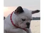 French Bulldog PUPPY FOR SALE ADN-18065 - French bulldog female