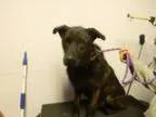 Adopt Herschel THIS DOG IS SPONSORED. NO ADOPTION FEE FOR PRIVAT