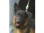German Shepherd Dog DOG FOR ADOPTION RGADN-250793 - Radar-In Hol