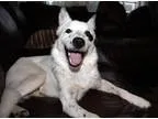 Adopt Jumping Jack Flash a White Border Collie  Sheltie