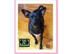 Rat Terrier DOG FOR ADOPTION RGADN-345905 - Tootsie - Rat Terrie