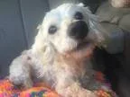 Shih-Poo DOG FOR ADOPTION RGADN-274603 - Potter 10 yr 12 lb (761