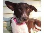 Unknown-Australian Shepherd Mix DOG FOR ADOPTION RGADN-326971 - 