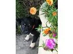 German Shepherd Dog DOG FOR ADOPTION RGADN-356887 - Tula Wren s 