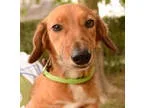 Unknown-Dachshund Mix DOG FOR ADOPTION RGADN-362914 - Duke - Dac