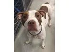 Unknown-American Pit Bull Terrier Mix DOG FOR ADOPTION RGADN-332