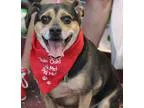 Puggle DOG FOR ADOPTION RGADN-350692 - Tucker - Pug  Beagle  Mix