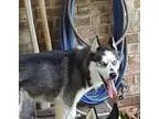 unknown-unknown DOG FOR ADOPTION RGADN-278717 - Cloud - Husky (m
