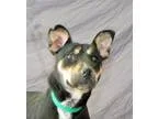 Adopt Penny a Australian Kelpie  Mixed dog in Modesto CA (168887