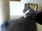 Adopt Un-named Kitten a American Shorthair