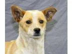 Adopt Prince a RedGoldenOrangeCh estnut Australian Cattle Dog  M