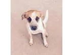 Adopt Dottie (potential therapy work) a Australian Shepherd