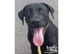 Unknown-Labrador Retriever Mix DOG FOR ADOPTION RGADN-351169 - J