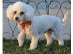 Poochon DOG FOR ADOPTION RGADN-356327 - Ghost - Poodle (Miniatur