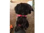 Adopt RICKY a Shih Tzu Pekingese