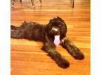 Unknown-Poodle (Standard) Mix DOG FOR ADOPTION RGADN-343537 - SI