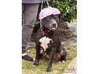 Adopt Trinity a Pit Bull Terrier  Mixed dog in Barrington RI (16