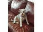 Adopt Schnauzer boy a Schnauzer