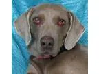 Weimaraner DOG FOR ADOPTION RGADN-337693 - Kay Jacobs - Weimaran