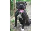 Adopt Fat Boy a Terrier