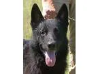 Adopt Bobo a Black German Shepherd Dog  Mixed dog in Preston CT 