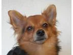 Adopt Little Prince a Black - with Brown Red Golden Orange or Ch