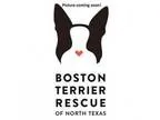 Adopt Hudson - Medical Hold a Boston Terrier