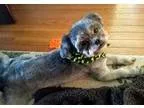 Adopt Tucker a Shih Tzu  Mixed dog in Springfield VA (16182868)