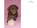 Cappucino Female Yorkiepoo puppy for Sale in Ohio