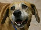 Adopt Shrek a RedGoldenOrangeCh estnut Shepherd (Unknown Type)  