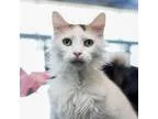Adopt Banshee a Domestic Long Hair