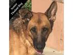 Adopt Willow T. a TanYellowFawn - with Black German Shepherd Dog