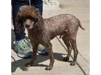 Unknown-Poodle (Miniature) Mix DOG FOR ADOPTION RGADN-299215 - J