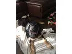 Adopt Max a Black - with Brown Red Golden Orange or Chestnut Gre