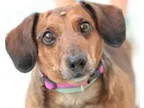 Unknown-Dachshund Mix DOG FOR ADOPTION RGADN-360401 - Sampson - 