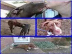 American Pit Bull Terrier DOG FOR ADOPTION RGADN-357638 - CONNIE