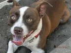 Unknown-Jack Russell Terrier Mix DOG FOR ADOPTION RGADN-24820 - 