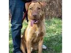 Unknown-Chesapeake Bay Retriever Mix DOG FOR ADOPTION RGADN-1561