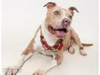 American Pit Bull Terrier DOG FOR ADOPTION RGADN-272919 - LITTLE