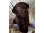 Unknown-Labrador Retriever Mix DOG FOR ADOPTION RGADN-354302 - L