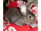Adopt Patty a American