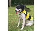 Lab-Pointer DOG FOR ADOPTION RGADN-312778 - Nolan (1 yr 40 lb) -