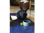 Adopt Coal a Lionhead Satin