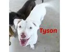 Labrador Retriever-Basset Hound Mix DOG FOR ADOPTION RGADN-51428