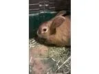 Adopt George a American