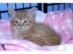 Adopt Zak the Cat a Orange or Red Domestic Mediumhair (medium co