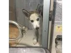 Adopt Blossom Mona Lisa baby husky a GraySilverSalt and Pepper -